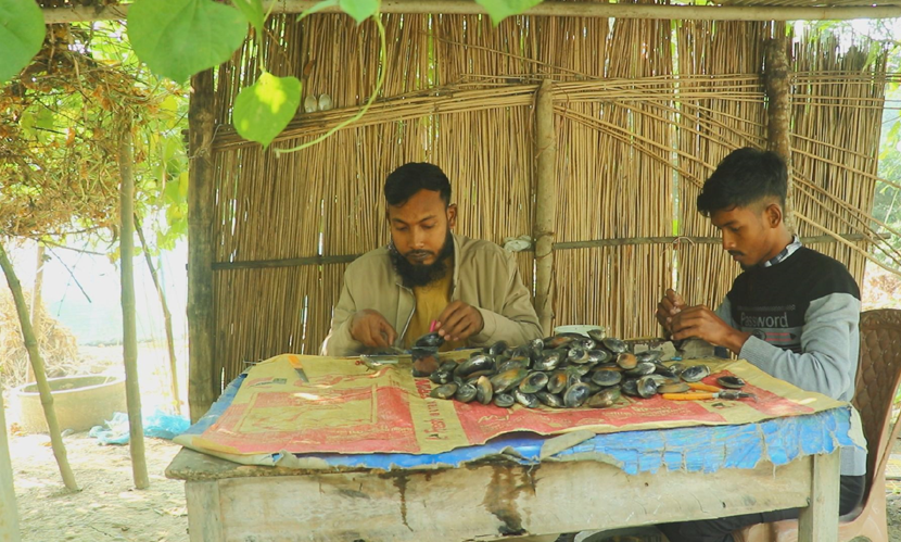 পুকুরে মাছের সঙ্গে মুক্তা চাষ করে সফল পাবনার মামুন