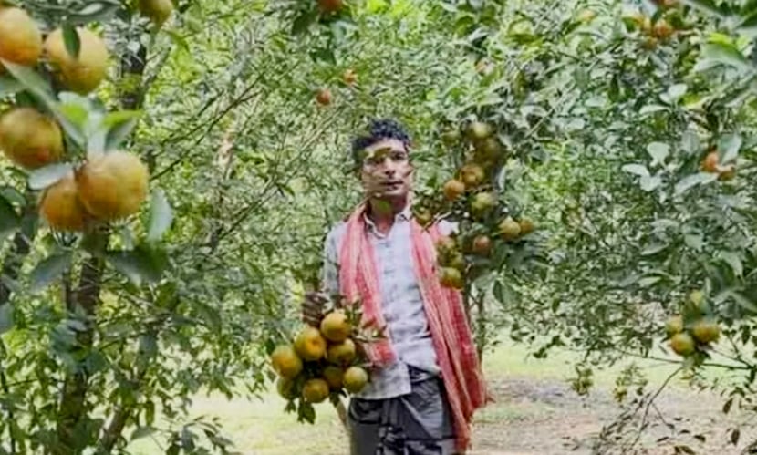 চায়না কমলা চাষে সফল সায়েম আলী। ছবি: সংগৃহীত