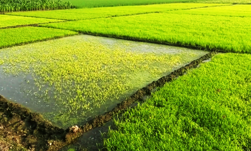 রংপুরে শীত-কুয়াশায় বিপর্যয়ের মুখে বোরো বীজতলা, দুশ্চিন্তায় কৃষকরা