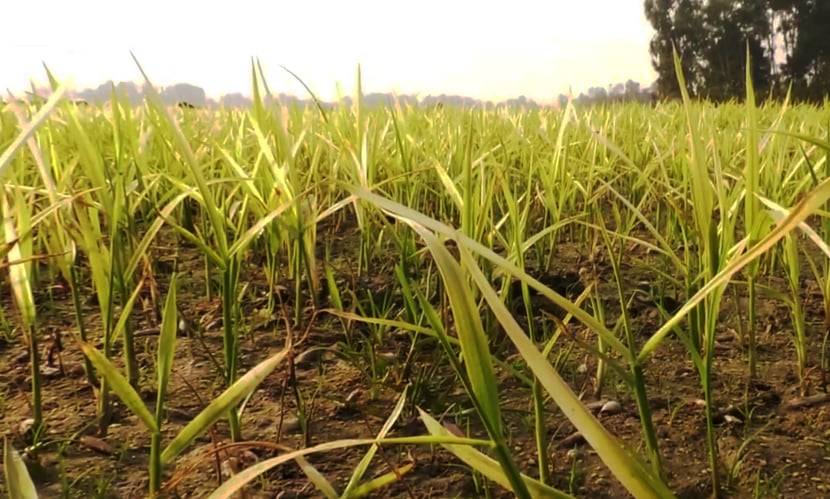 রংপুরে শীত-কুয়াশায় বিপর্যয়ের মুখে বোরো বীজতলা। ছবি: সংগৃহীত