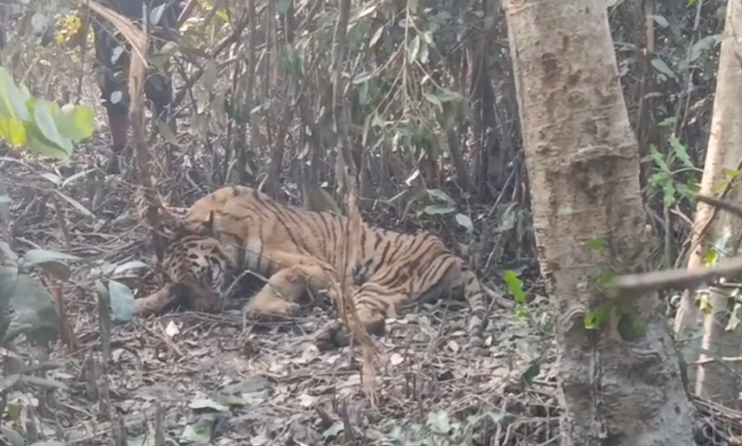 সুন্দরবনে উদ্ধার সেই বাঘের চিকিৎসা শুরু