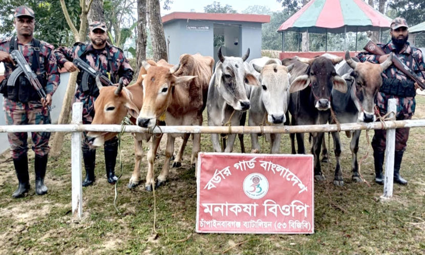 চাঁপাইনবাবগঞ্জ সীমান্তে বিজিবির অভিযানে ১৬টি ভারতীয় গরু জব্দ