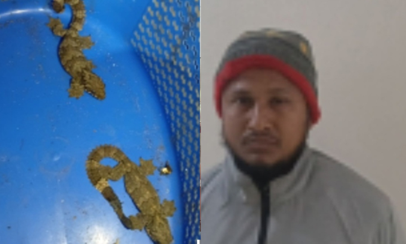 পিরোজপুরে তক্ষকসহ যুবক আটক