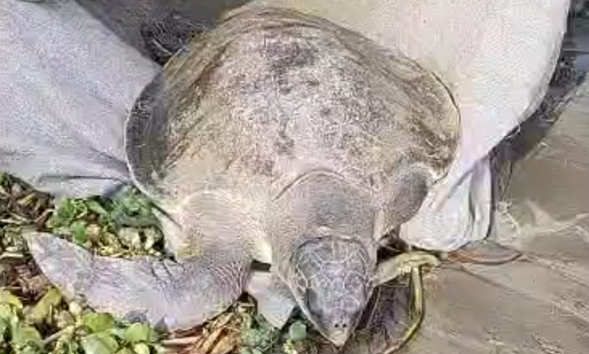 মেঘনায় জেলের জালে ৪০ কেজি ওজনের কচ্ছপ