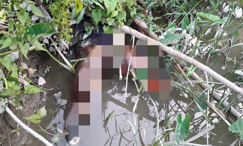 পিরোজপুরে বাকপ্রতিবন্ধী কৃষকের অর্ধগলিত মরদেহ উদ্ধার