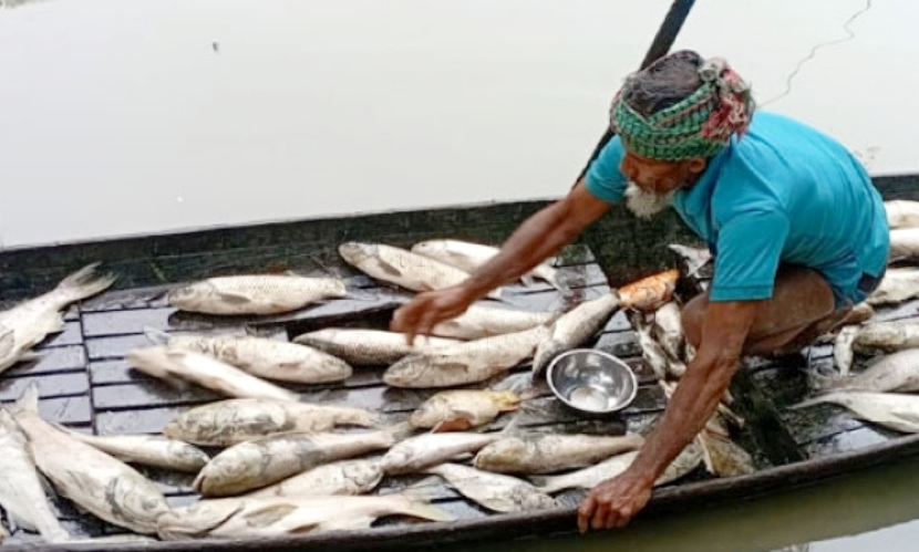 নাজিরপুরে মাছের ঘেরে বিষ প্রয়োগ, ৮ লাখ টাকার ক্ষতি