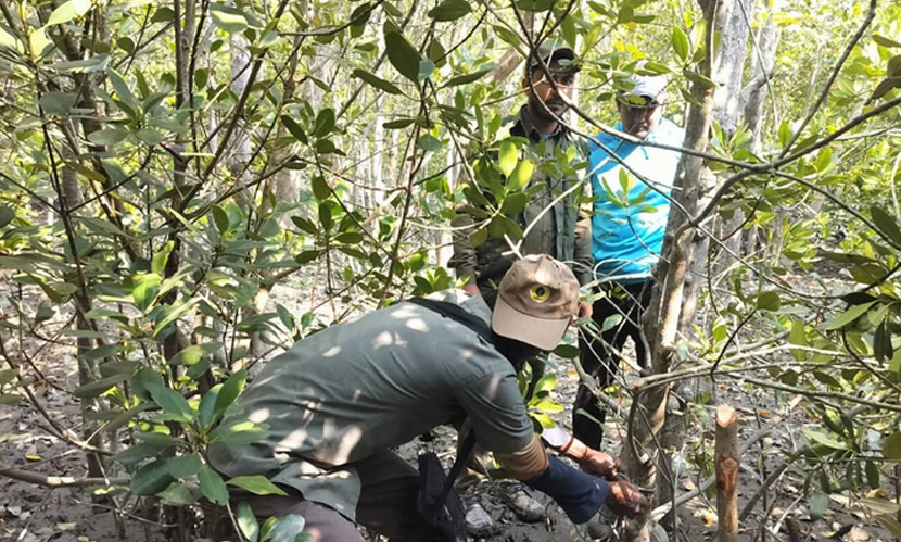 সুন্দরবনে হরিণ শিকারের ২৪৬ ফাঁদ উদ্ধার