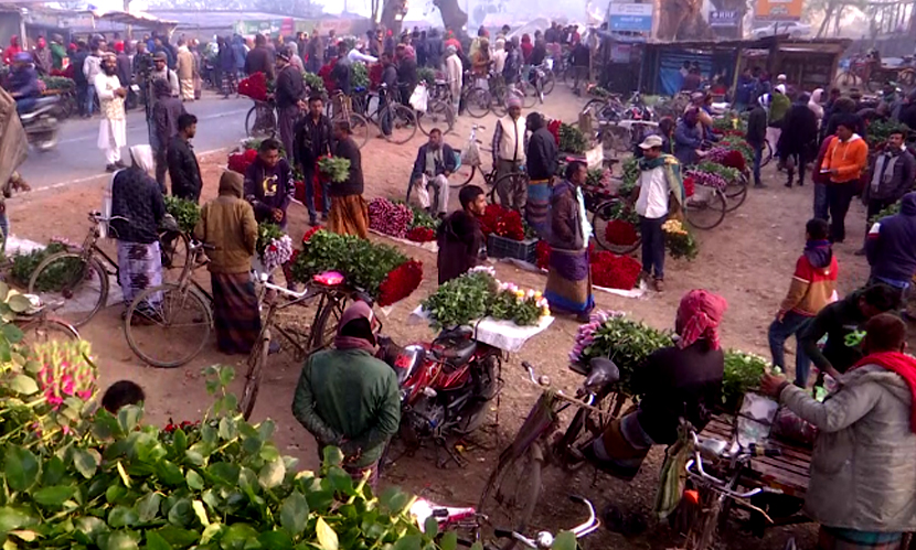 রোজা-ভোটের সমীকরণে অনিশ্চয়তায় গদখালীর ফুল চাষীরা