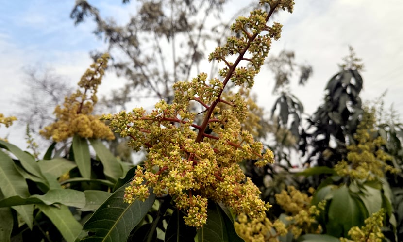 মুকুলের ঘ্রাণে মাতোয়ারা আমের রাজধানী