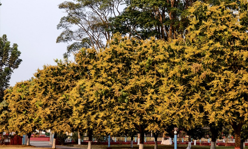 গাছে গাছে মুকুল, বাতাসে মিষ্টি ঘ্রাণ—বসন্তে মোহিত রাবি
