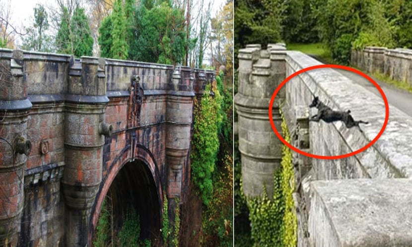 ওভারটোন ব্রিজ: যেখানে আত্মহত্যা করে কুকুররা!