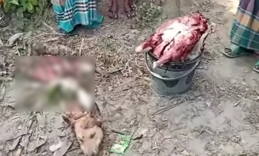 নওগাঁয় খাসি বলে ‘কুকুরের মাংস’ বিক্রি
