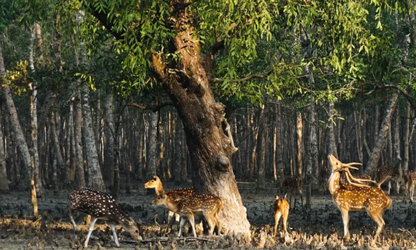 সুন্দরবন দিবসে ‘সুন্দরবন সামিট’ ২৩-২৫ এপ্রিল