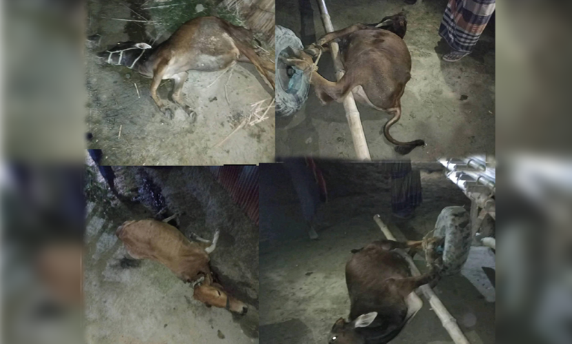 গাইবান্ধায় অজ্ঞাত কারণে ৫ গরুর মৃত্যু, আতঙ্কিত কৃষক
