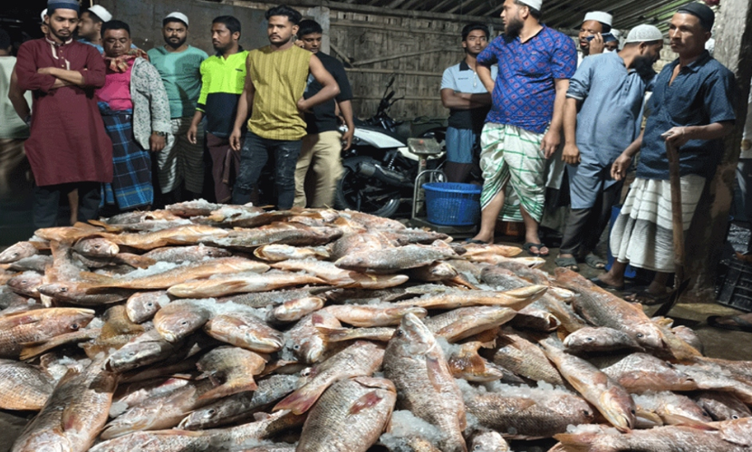 টেকনাফে ধরা পড়ল ১১০০ লাল কোরাল, বিক্রি ৩১ লাখ টাকায়