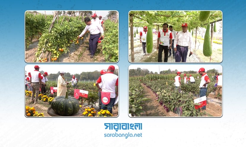 চাষাবাদে সফলতা বৃদ্ধিতে যশোরে উচ্চ ফলনশীল সবজির খেত প্রদর্শনী
