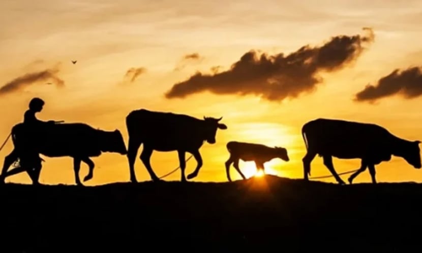 চকরিয়ায় ফের বাড়ছে গরু-মহিষ চুরি