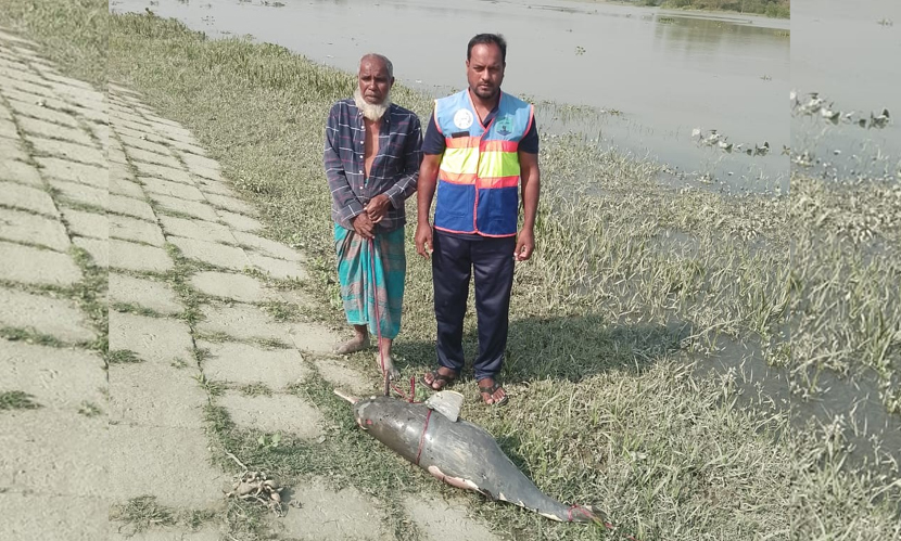 হালদায় ভেসে এলো মৃত ডলফিন