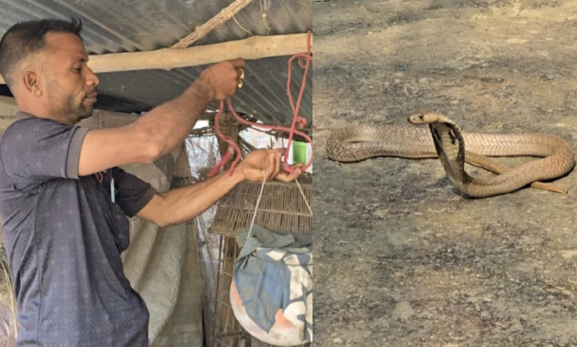 মানুষের ধোঁকা খেয়ে বিষধর সাপ পুষছেন আশরাফুল