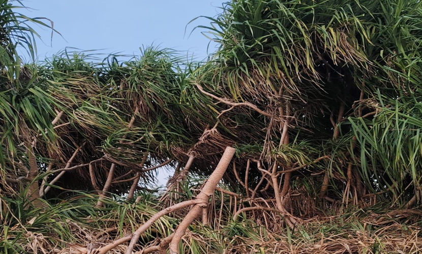 সেন্টমার্টিনে সারি সারি কেয়াগাছ কেটে উজাড়