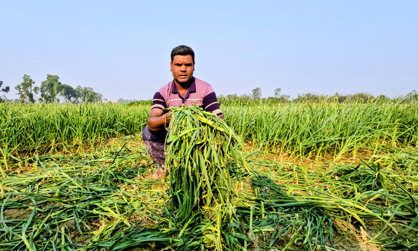 পঞ্চগড়ে ইউপি সদস্যের বিরুদ্ধে রসুনখেত নষ্টের অভিযোগ