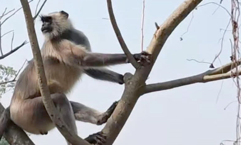 বগুড়ায় লোকালয়ে হঠাৎ দেখা মিলল হনুমানের
