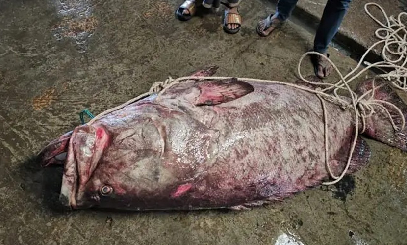 টেকনাফে জেলেদের জালে ২০০ কেজি ওজনের ‘বোল’