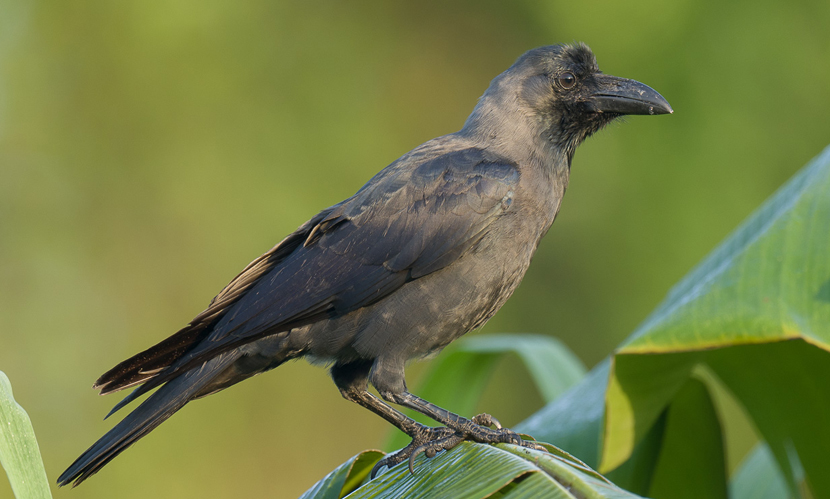 কাকের অদ্ভুত বুদ্ধিমত্তা!