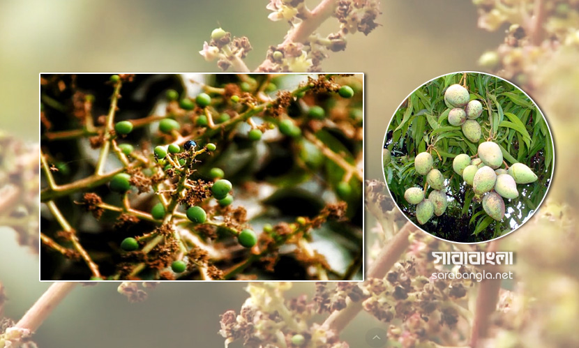 উৎপাদনের হাঁড়ি ভাঙতে পারে ‘হাঁড়িভাঙা’, ২০০ কোটি টাকা ব্যবসার টার্গেট