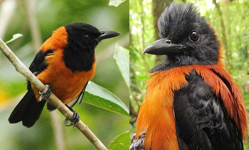 হুডেড পিটোহুই: পৃথিবীর বুকে এক বিষাক্ত পাখি