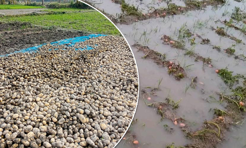 কেজি যখন ৫-৮ টাকা, খেতের আলুতে তখন পচনের শঙ্কা জাগাচ্ছে বৃষ্টি