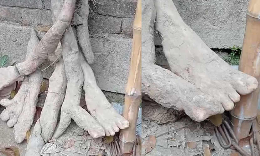 গাইবান্ধায় মাটি খুঁড়তেই মিলল মানুষের হাত-পায়ের মতো মেটে আলু