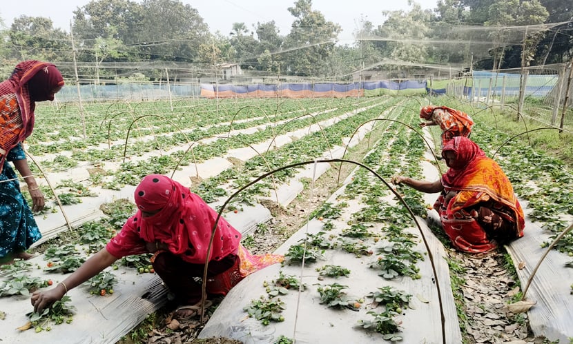 চাঁপাইনবাবগঞ্জে স্ট্রবেরির বাম্পার ফলন, ৭৫ কোটি টাকার বাণিজ্য লক্ষ্যমাত্রা