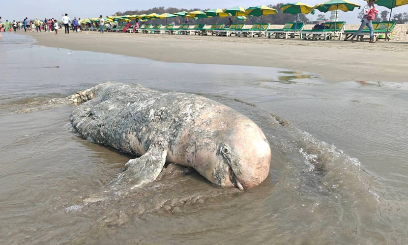 কক্সবাজার সমুদ্র সৈকতে ভেসে এসেছে মৃত ডলফিন