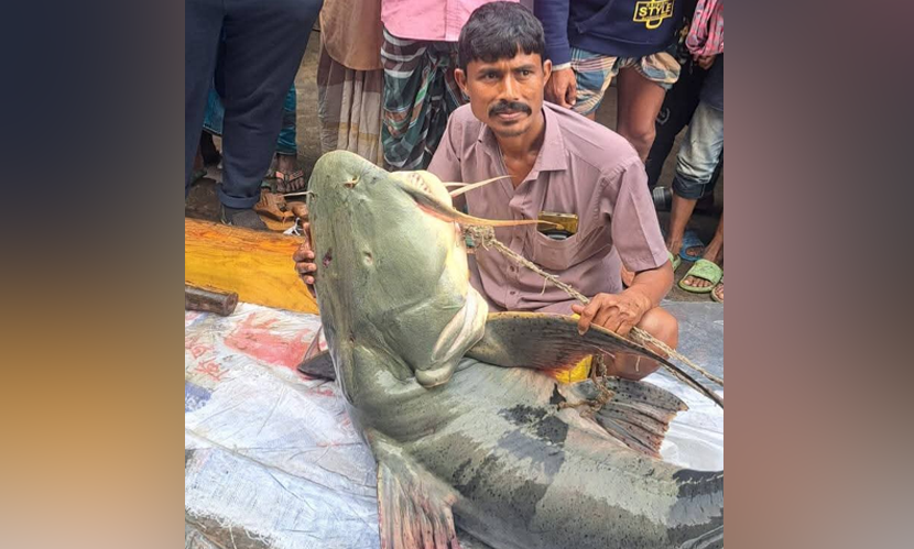 গাইবান্ধায় ৯০ কেজির বাঘাইর ১ লাখে বিক্রি