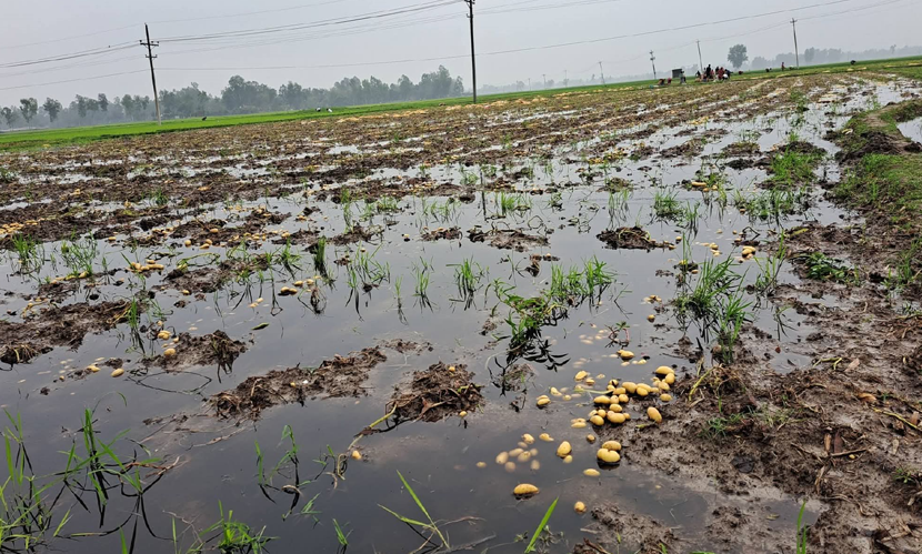 গাইবান্ধায় হঠাৎ বৃষ্টিতে পানির নিচে আলু খেত