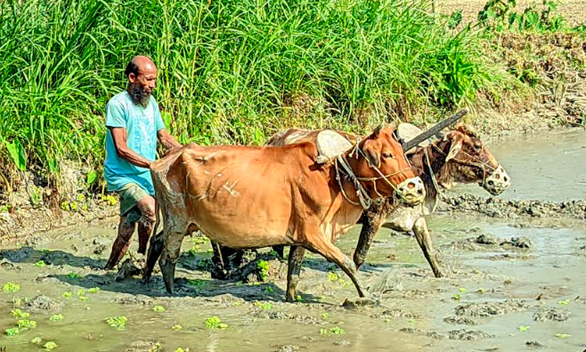 যান্ত্রিকতার যুগেও সনাতনী হালচাষে অটল মঞ্জুর রহমান