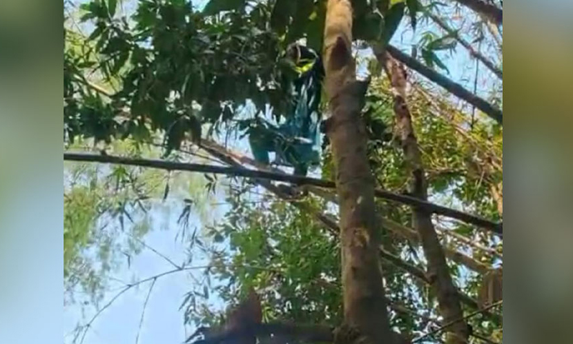 অভিমানে মগডালে উঠলেন নারী, দুই ঘণ্টা পর উদ্ধার