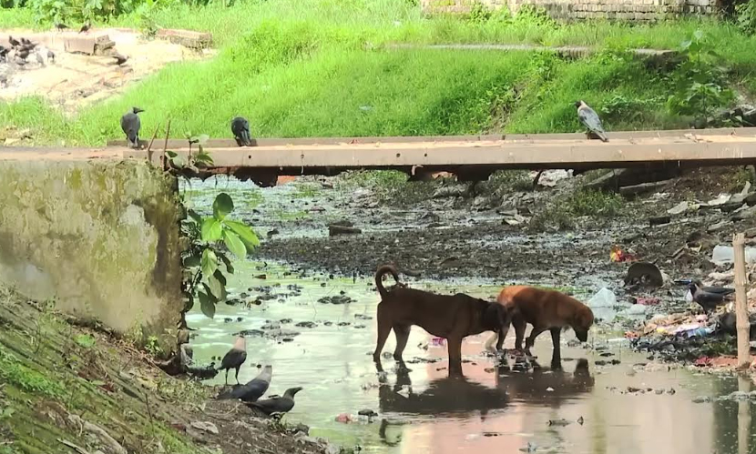 রংপুরে মশার ‘কারখানা’ দুই খাল: ২০ বছরেও কাটেনি ডেঙ্গু আতঙ্ক