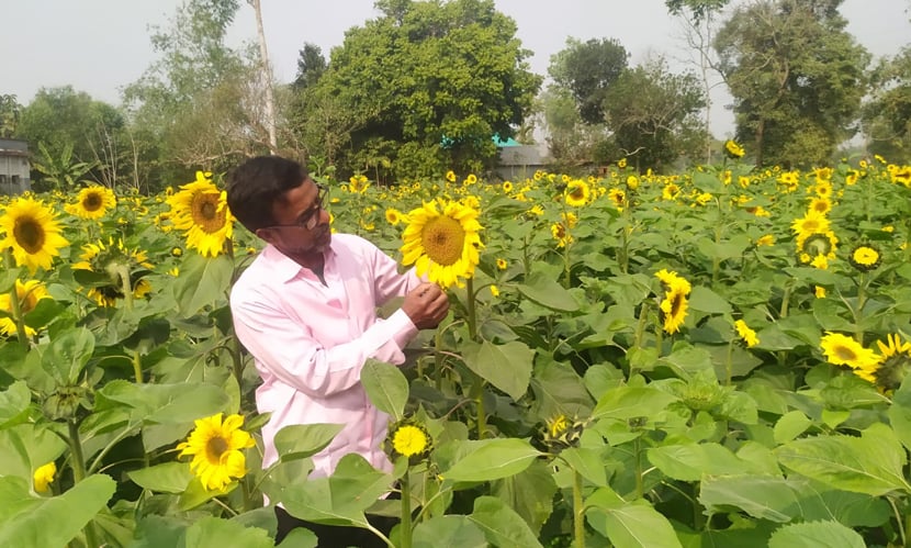 সূর্যমুখী ফুল চাষে কৃষি উদ্যোক্তা ছানোয়ারের সাফল্য