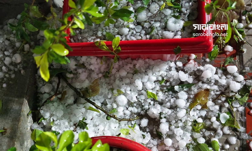 নীলফামারীতে মধ্যরাতে শিলাবৃষ্টি, ফসলের ব্যাপক ক্ষতি