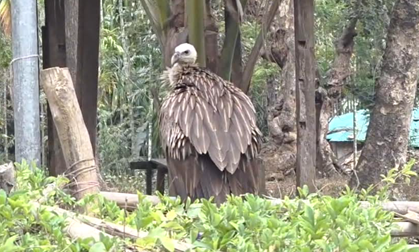 পরিচর্যার টানে বারবার ফিরে আসছে মহাবিপন্ন শকুন