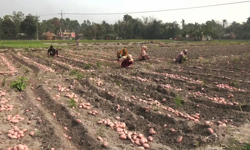 আলুর দামে ধস, লোকসানে রংপুরের কৃষকরা