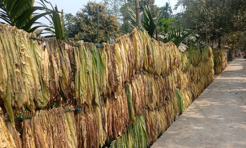 লালমনিরহাটে তামাকের বিষে নীল হচ্ছে ফসলি জমি