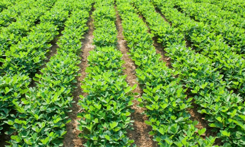 চাঁপাইনবাবগঞ্জের চরাঞ্চলে চিনাবাদাম চাষে কৃষকের ভাগ্য বদল