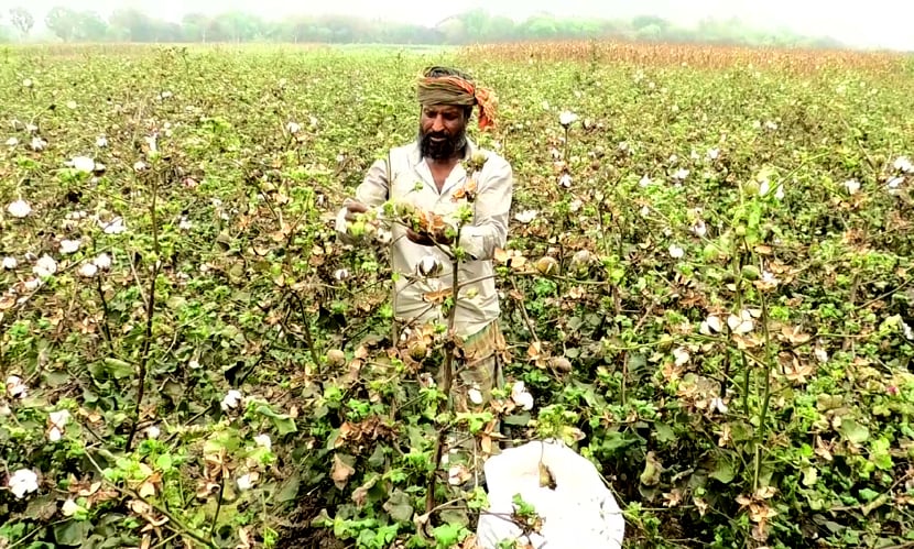 চুয়াডাঙ্গায় ৬৩০০ মেট্রিক টন তুলা উৎপাদনের লক্ষ্যমাত্রা