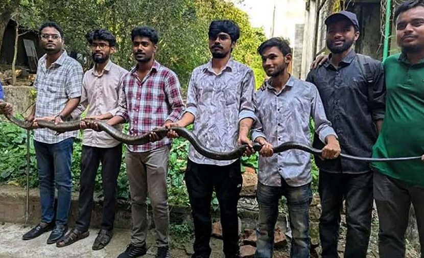 চবিতে ১২ ফুট লম্বা কিং কোবরা উদ্ধার