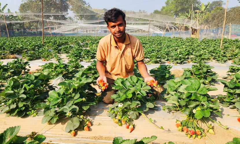 মামুনের স্ট্রবেরি চাষের সফলতা সাহস জোগাচ্ছে অন্যদের