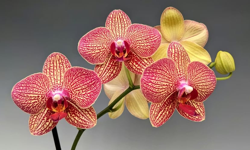 প্রকৃতির এক শীতল মায়াজাল: বিশ্ব অরকিড দিবস