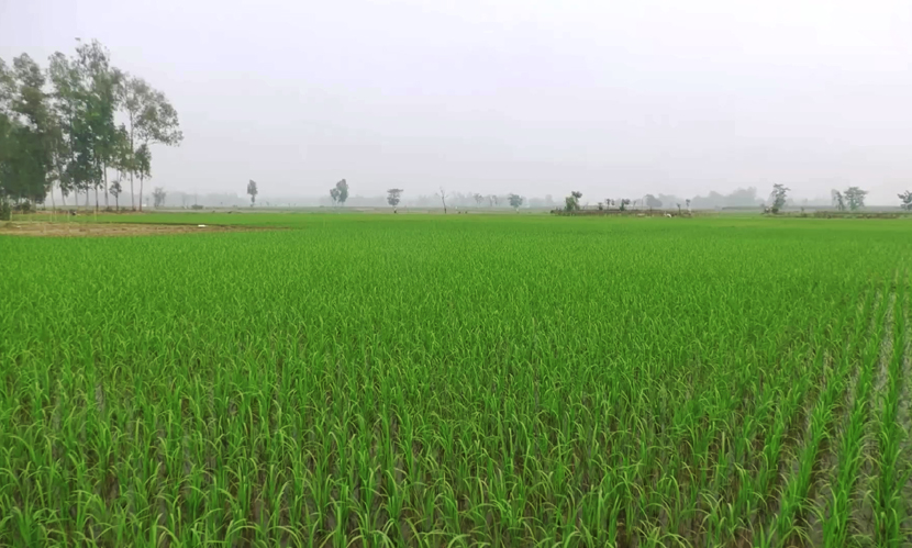 ‘হঠাৎ বৃষ্টি’ আশীর্বাদ হয়ে এলেও কৃষকদের ভাবাচ্ছে ‘ভারী বৃষ্টির’ পূর্বাভাস